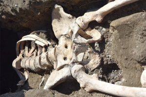 skeleton-pompeii