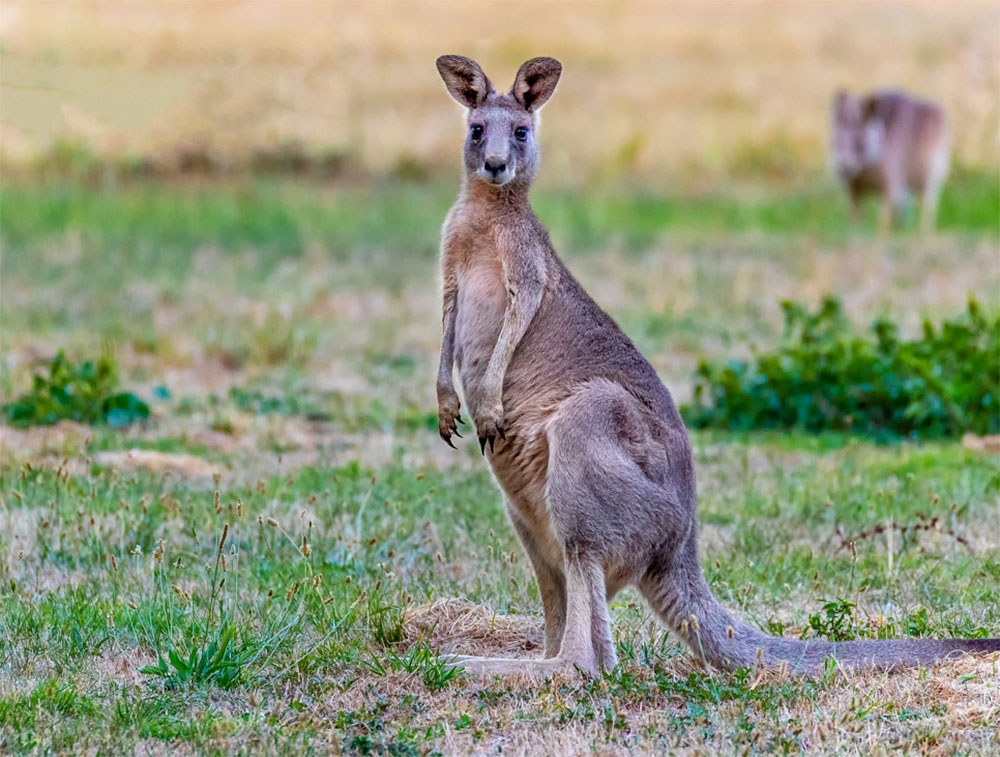 Island in A Small Italian Lake with Real Australian Kangaroos