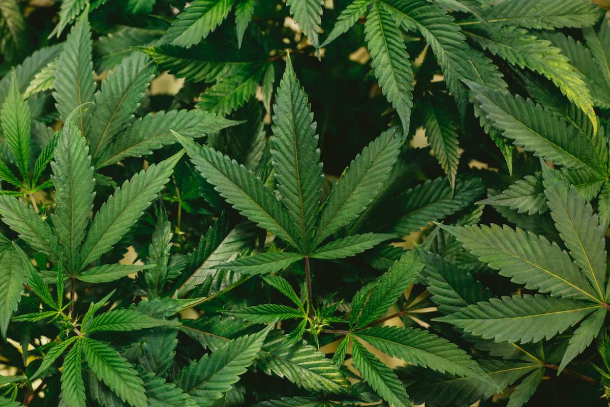 Is Weed Legal in Italy